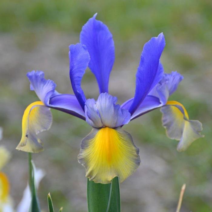 Iris hollandica 'Miss Saigon' plant