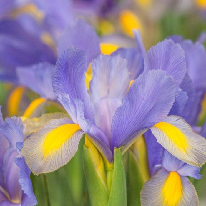 Iris hollandica 'Mystic Beauty' plant