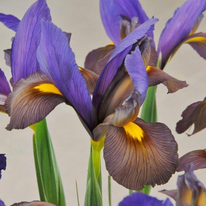 Iris hollandica 'Mystic Beauty' plant