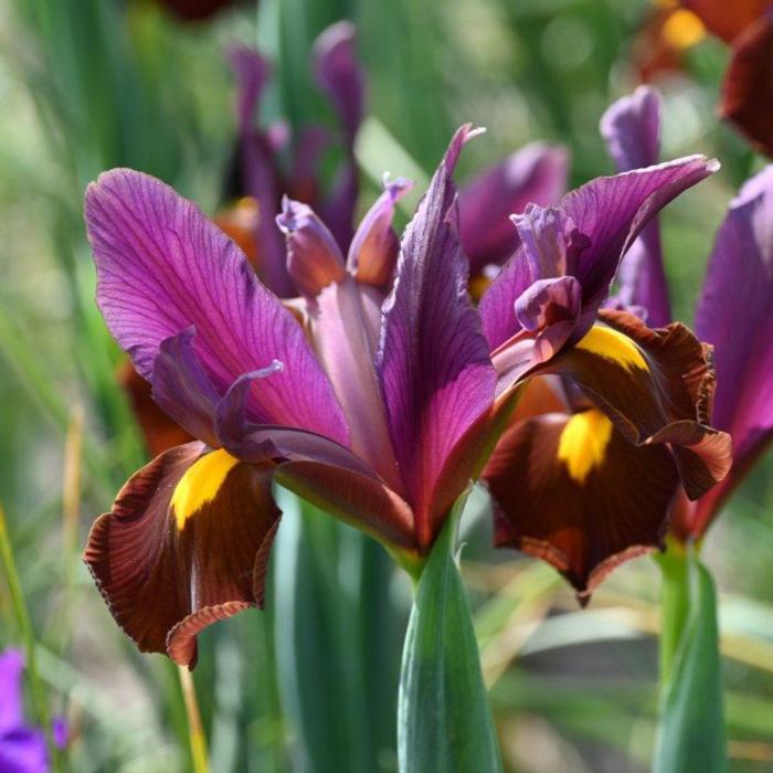 Iris hollandica 'Red Ember' plant