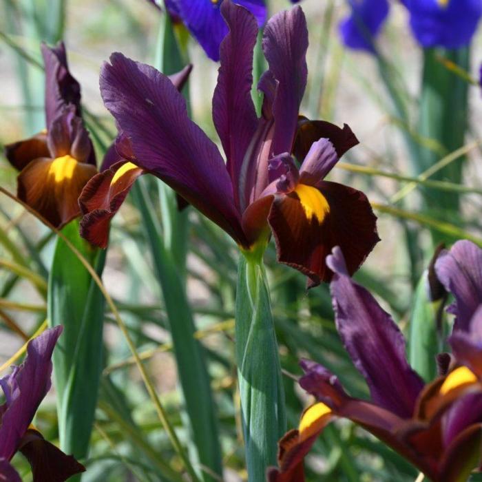 Iris hollandica 'Red Ember' plant