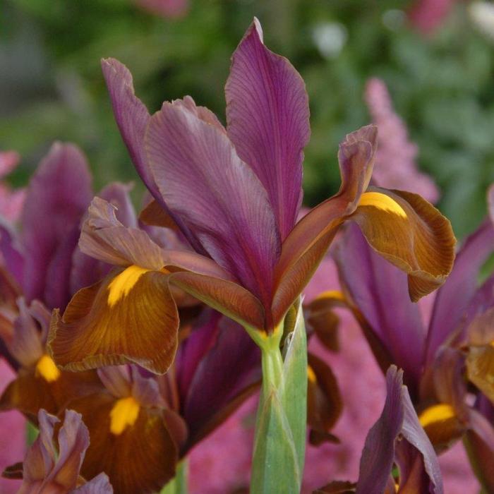 Iris hollandica 'Red Ember' plant