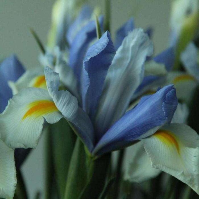 Iris hollandica 'Silvery Beauty' plant