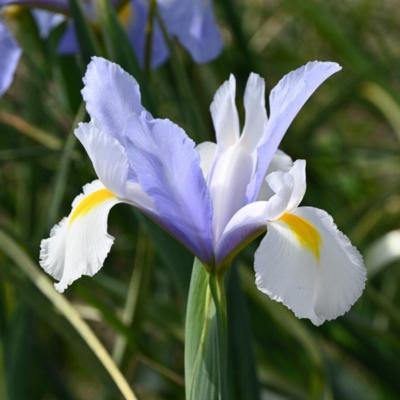 iris-hollandica-silvery-beauty