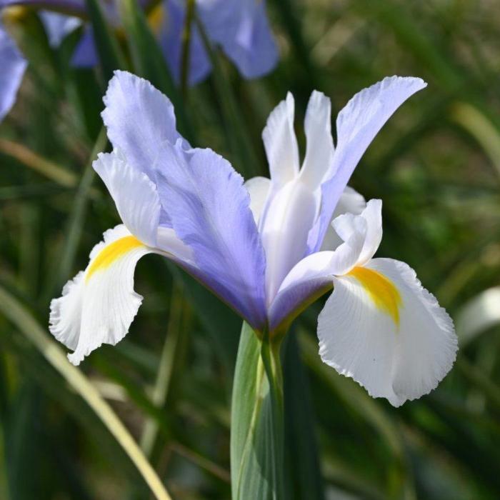 Iris hollandica 'Silvery Beauty' plant