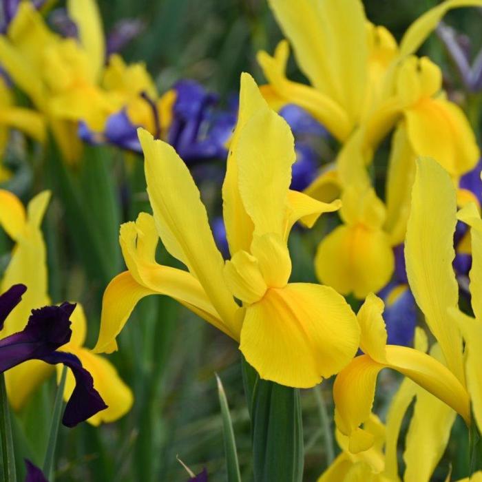 Iris hollandica 'Stronggold' plant