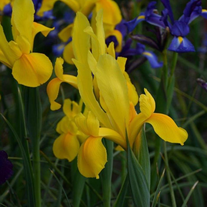 Iris hollandica 'Stronggold' plant