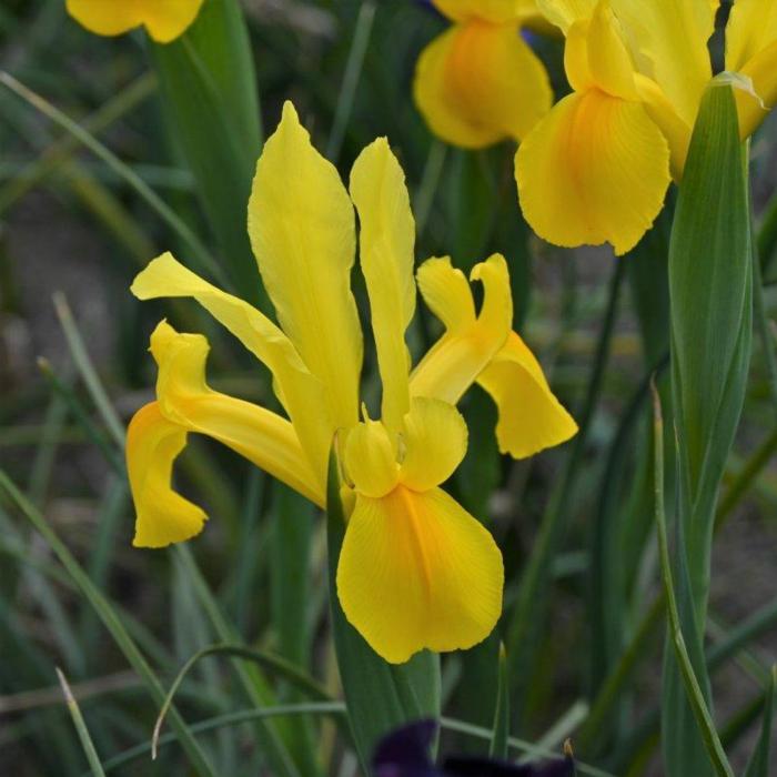 Iris hollandica 'Stronggold' plant