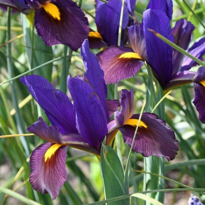 Iris hollandica 'Tigereye' plant