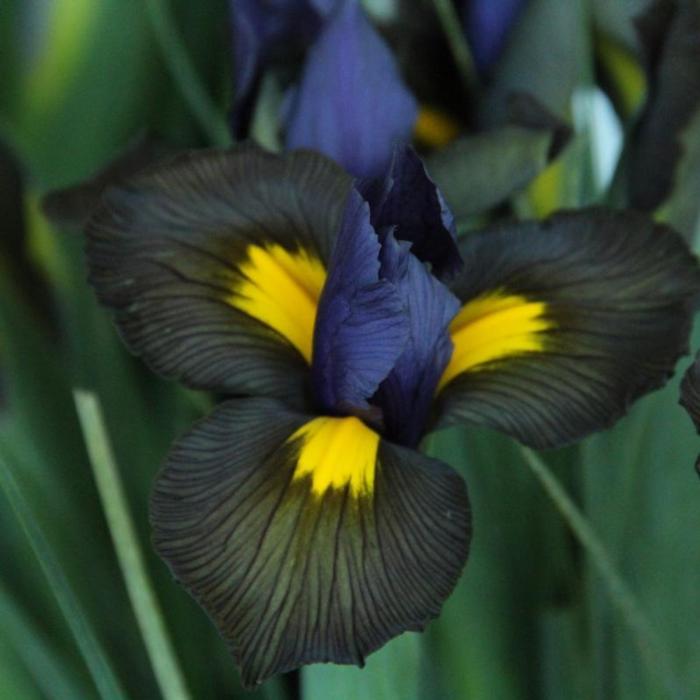 Iris hollandica 'Tigereye' plant