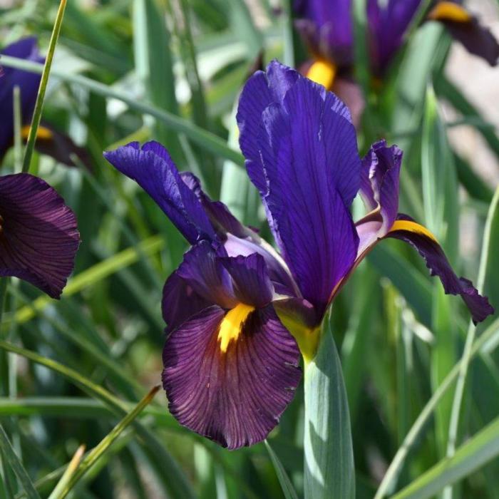 Iris hollandica 'Tigereye' plant