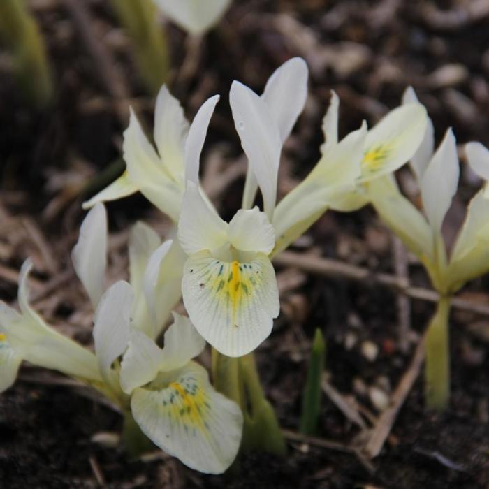 Iris 'Katharines Gold' plant
