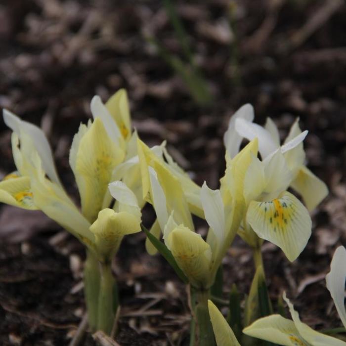 Iris 'Katharines Gold' plant