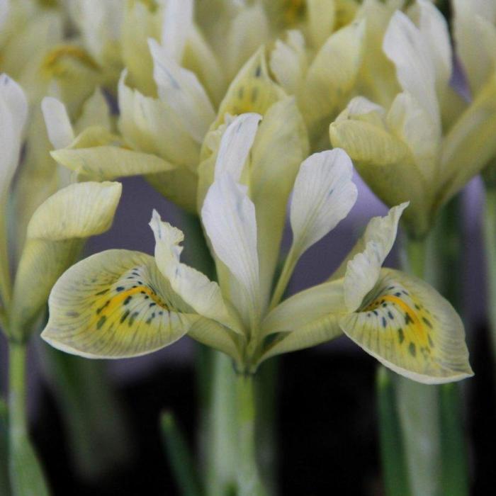 Iris 'Katharines Gold' plant
