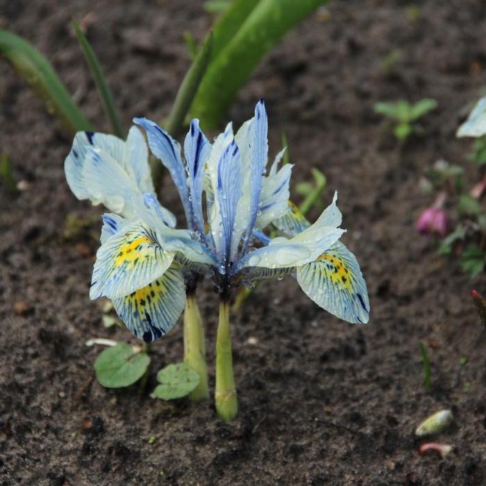 Iris 'Katherine Hodgkin' plant