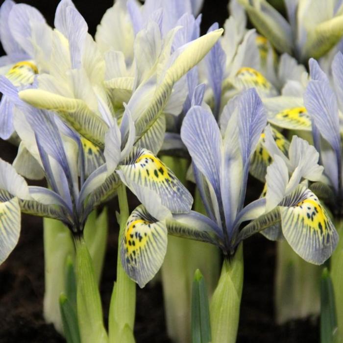 Iris 'Katherine Hodgkin' plant