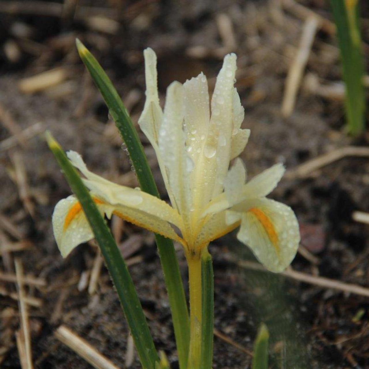 Iris 'Louise' plant