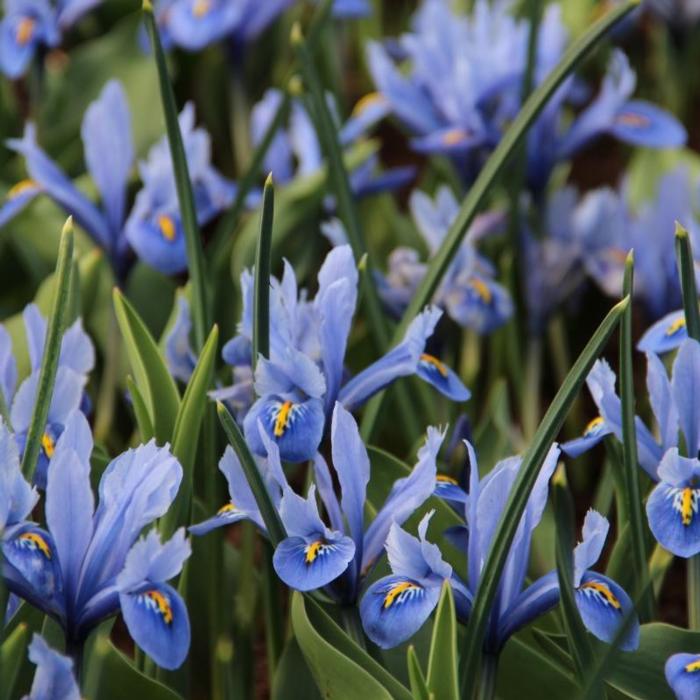 Iris reticulata 'Alida' plant