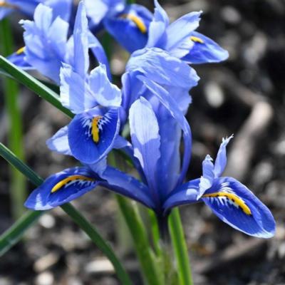 iris-reticulata-alida