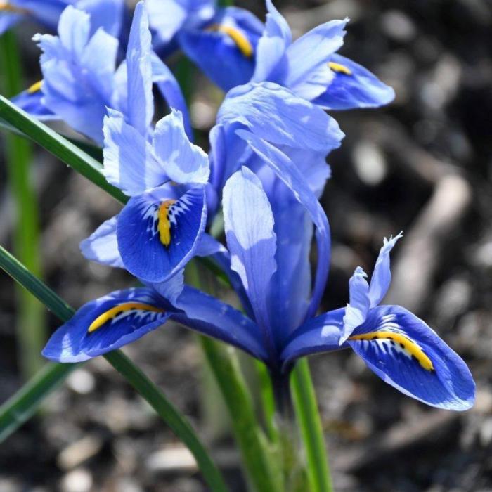 Iris reticulata 'Alida' plant