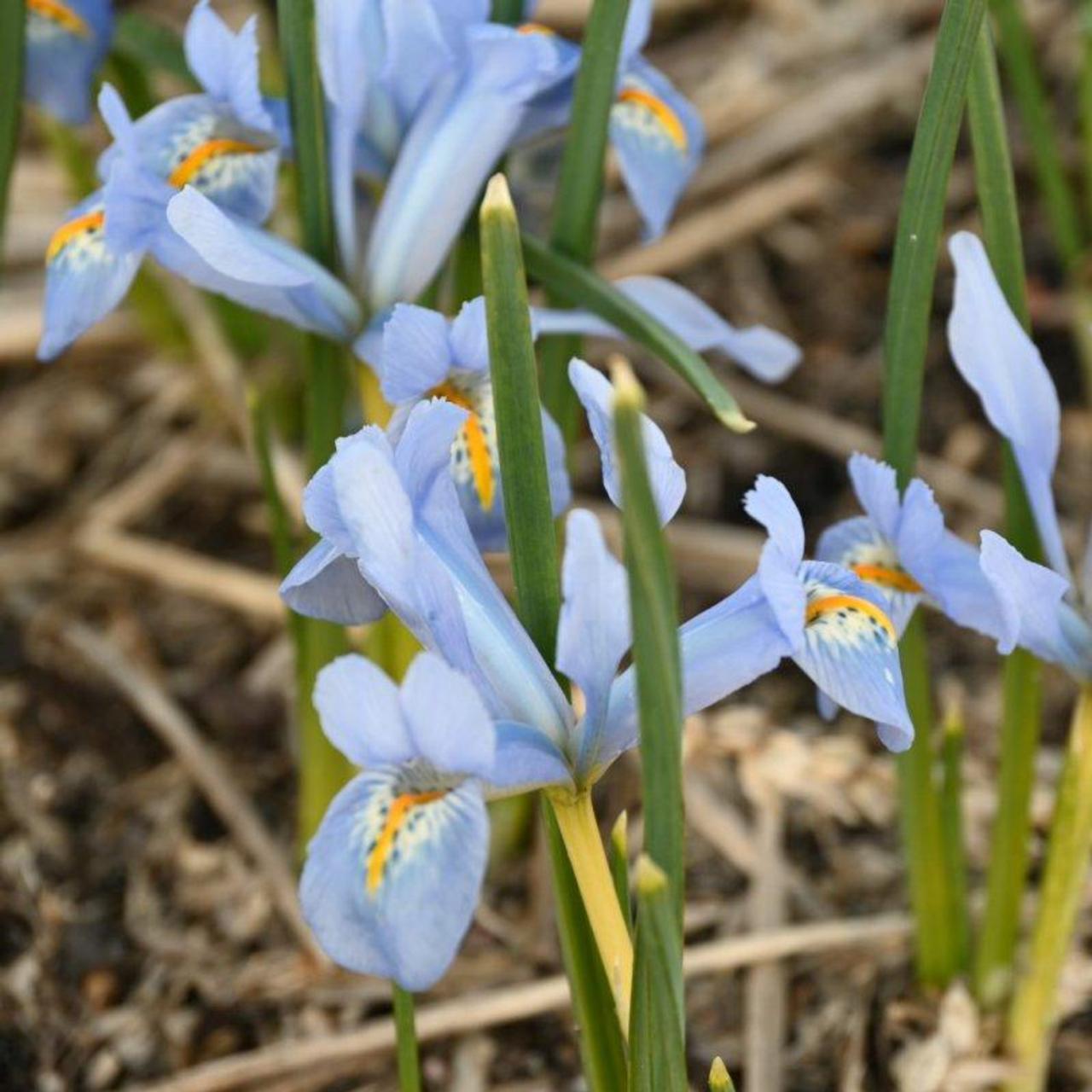 Iris reticulata 'Blue Planet' plant