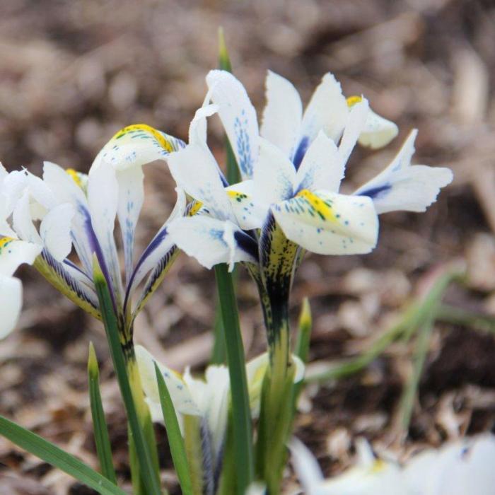 Iris reticulata 'Eye Catcher' plant