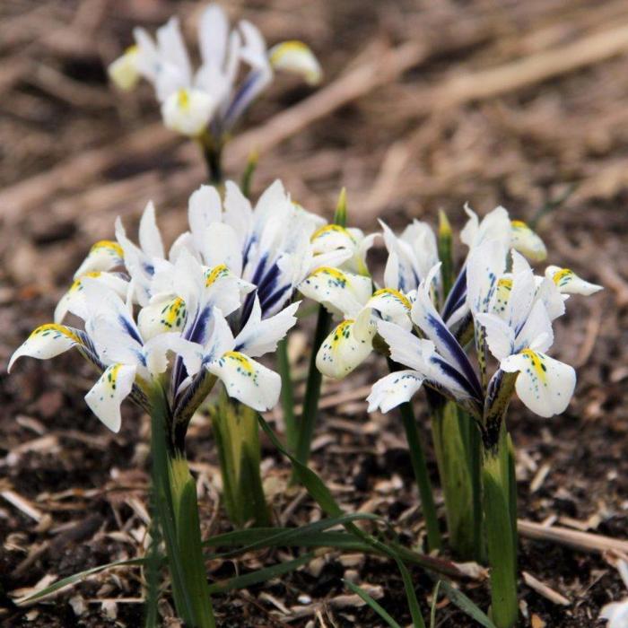 Iris reticulata 'Eye Catcher' plant