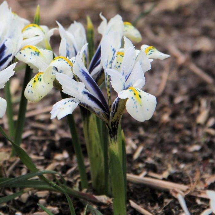 Iris reticulata 'Eye Catcher' plant