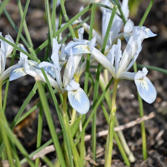 Iris reticulata 'Frozen Planet' plant