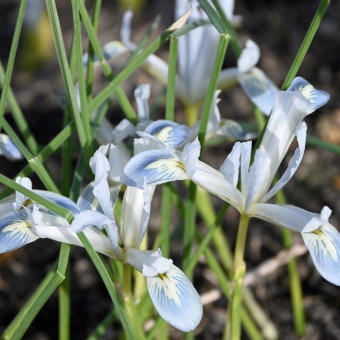 Iris reticulata 'Frozen Planet' plant