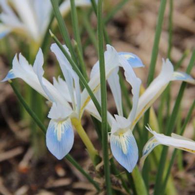 iris-reticulata-frozen-planet