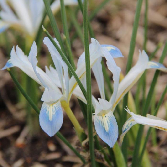 Iris reticulata 'Frozen Planet' plant