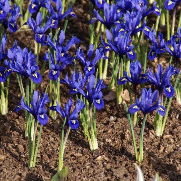 Iris reticulata 'Harmony' plant