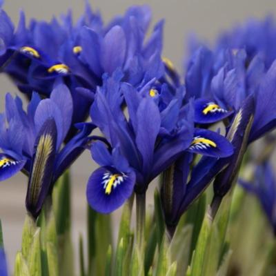 iris-reticulata-harmony
