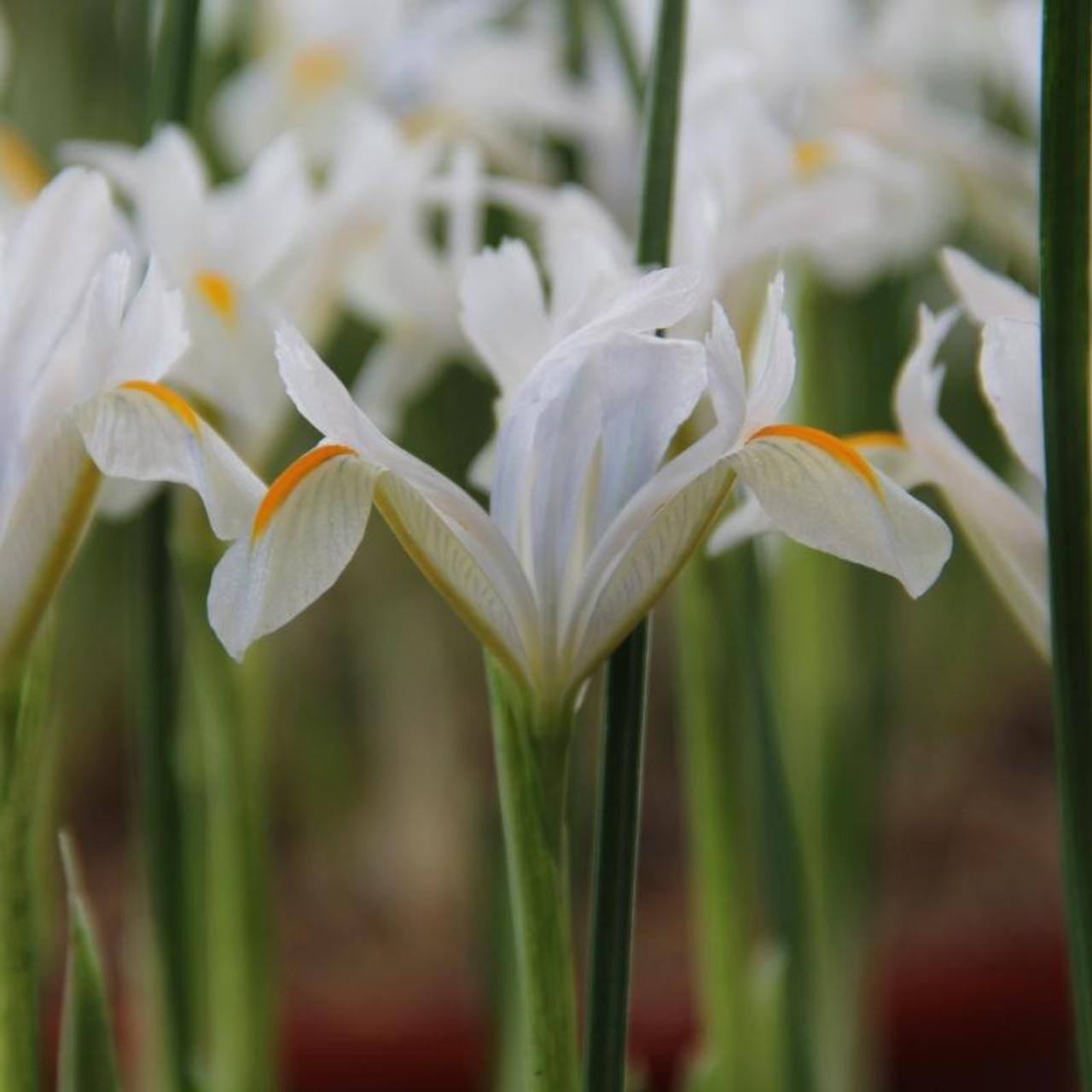 Iris reticulata 'Natascha' plant