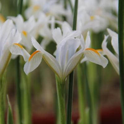 iris-reticulata-natascha