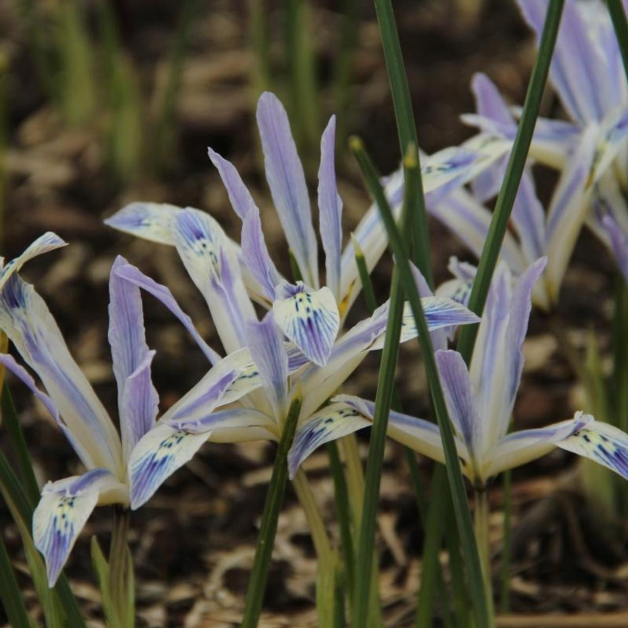 Iris reticulata 'Painted Lady' plant