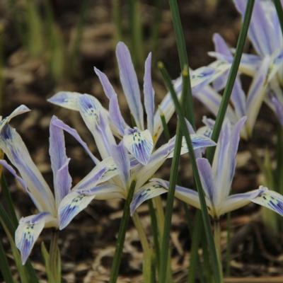 iris-reticulata-painted-lady