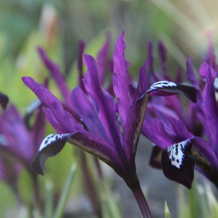 Iris reticulata 'Pauline' plant