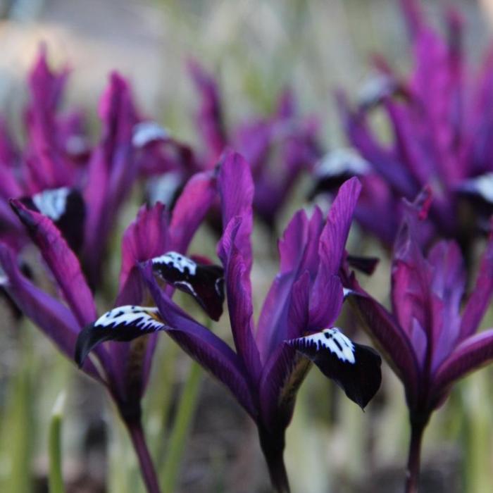 Iris reticulata 'Pauline' plant