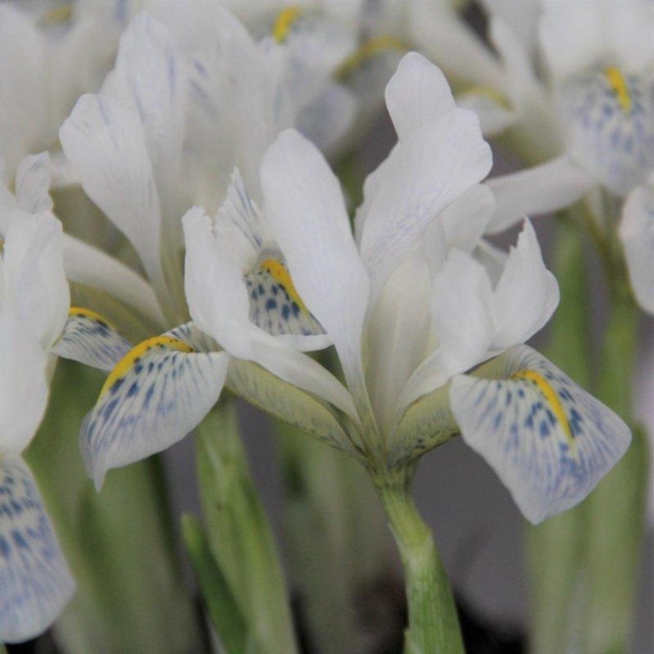 Iris reticulata 'Polar Ice' plant