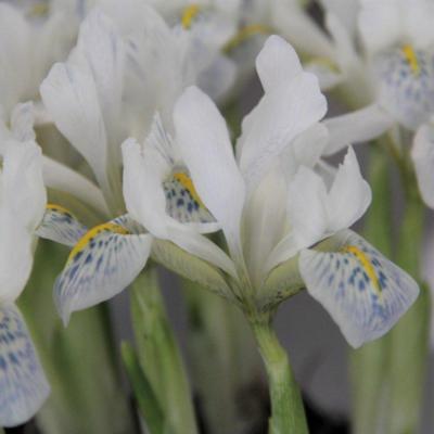 iris-reticulata-polar-ice