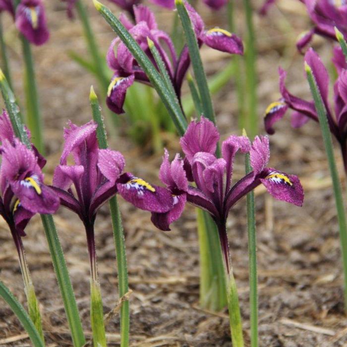 Iris reticulata 'Rejoice' plant