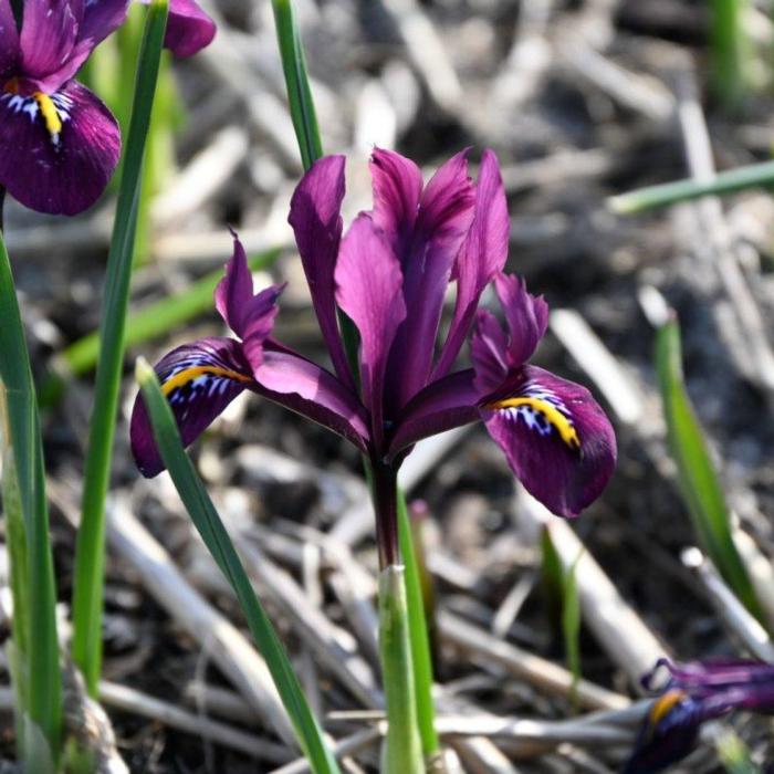 Iris reticulata 'Rejoice' plant