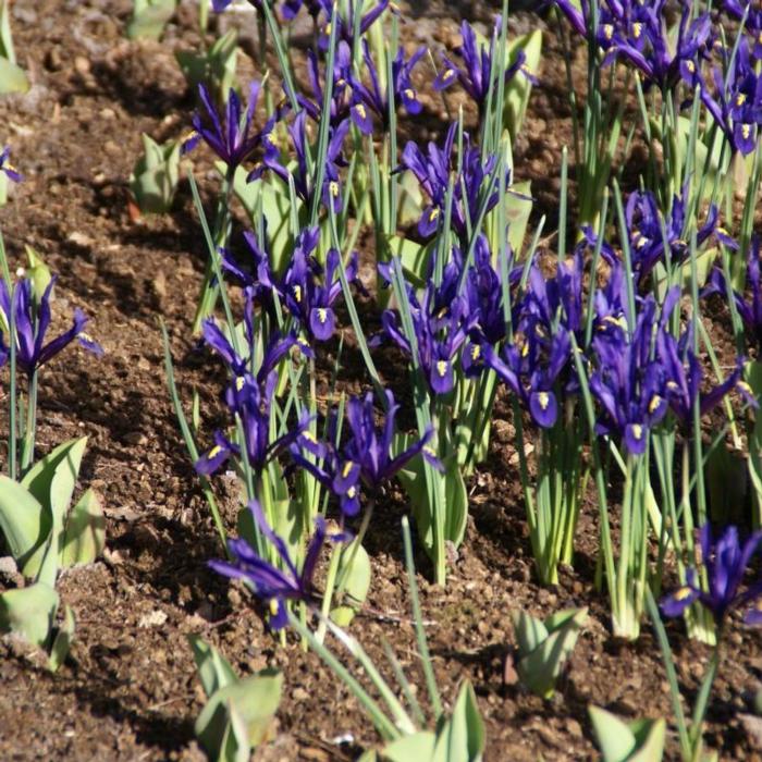 Iris reticulata plant