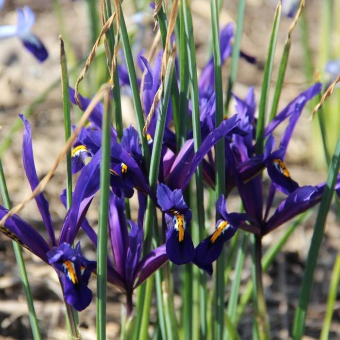 Iris reticulata plant