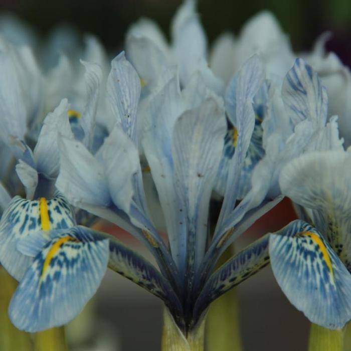 Iris 'Sheila Ann Germaney' plant