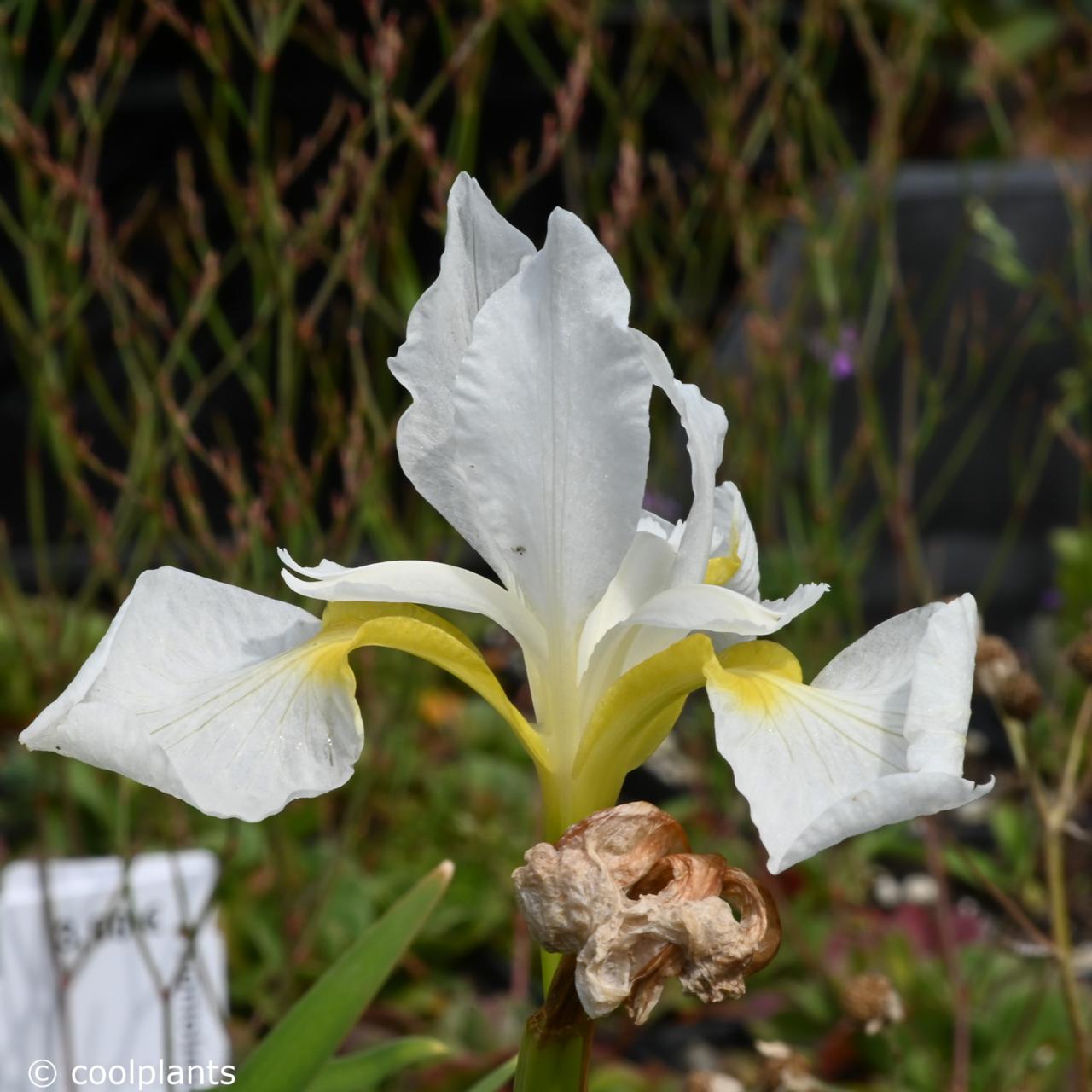 Iris sibirica 'Alba Nana' plant
