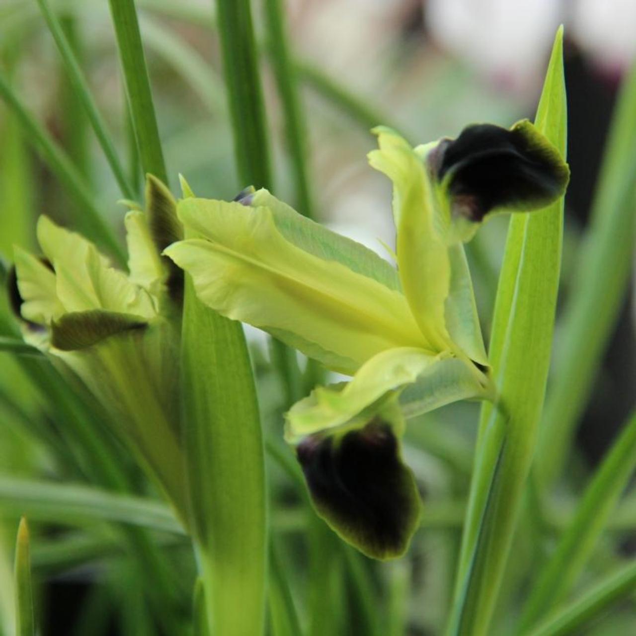 Iris tuberosa plant