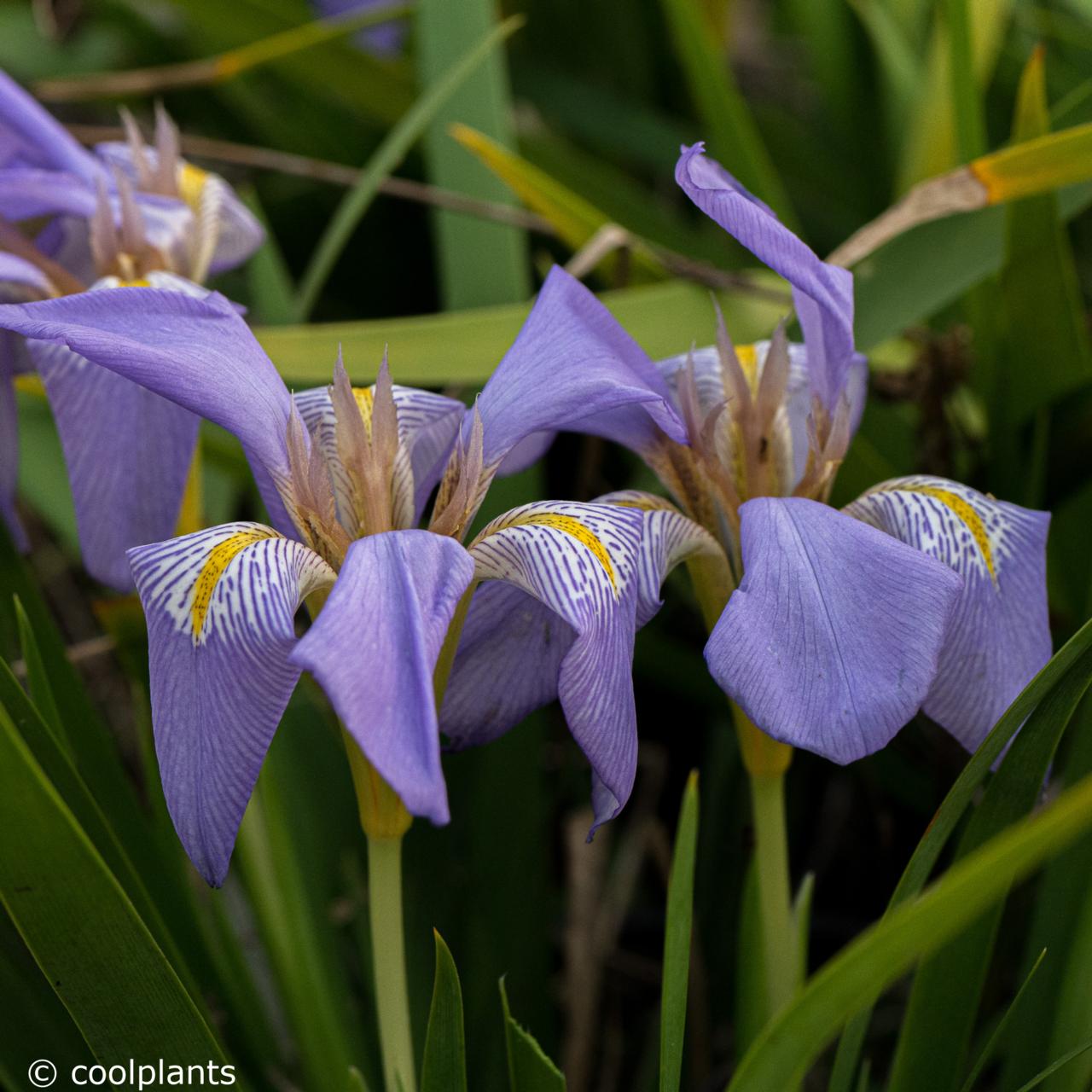 Iris unguicularis from Lady Gibson plant